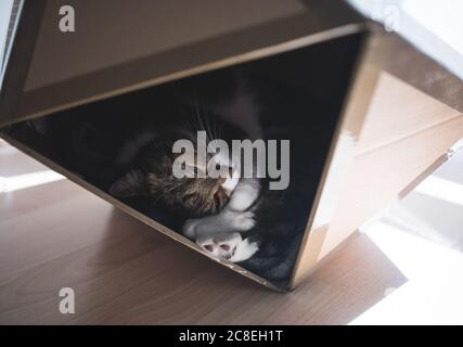 Tabby britische Kurzhaarkatze, die sich in einer Tierhöhle aus einer Kartonbox in Form eines Ikosaeders entspannt Stockfoto