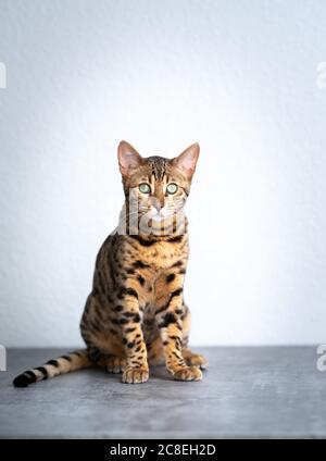 Junge bengalische Katze auf Betonboden vor weißer Wand mit Blick auf die Kamera Stockfoto