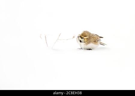 Winter und Vogel. Niedliche kleine Vogel Horned Lark. Winterszene. Weißer Schnee Hintergrund. Vogel: Gehörnte Lerche Eremophila alpestris. Stockfoto