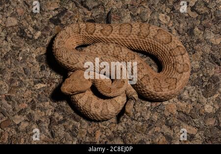 Midget Faded Rattlesnake (Crotalus oreganus concolor) aus Mesa County, Colorado, USA. Stockfoto