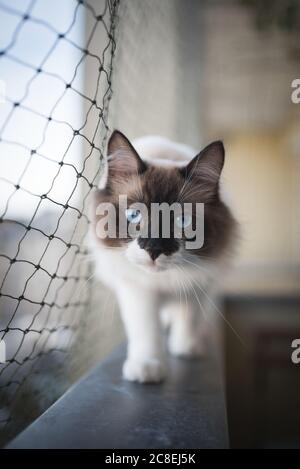 Ragdoll Cat Balancieren auf Balkon, Fensterbank neben Katze Sicherheitsnetz Stockfoto