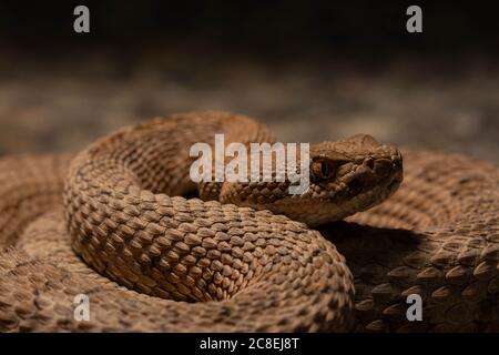 Midget Faded Rattlesnake (Crotalus oreganus concolor) aus Mesa County, Colorado, USA. Stockfoto