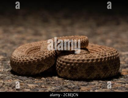 Midget Faded Rattlesnake (Crotalus oreganus concolor) aus Mesa County, Colorado, USA. Stockfoto