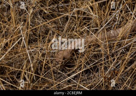 Midget Faded Rattlesnake (Crotalus oreganus concolor) aus Mesa County, Colorado, USA. Stockfoto