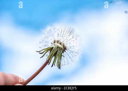 Löwenzahn mit Samen verwehen im Wind über einen strahlend blauen Himmel mit Textfreiraum Stockfoto