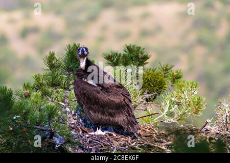 Geier und sein Nest. Waldhintergrund. Vogel: Ackergeier. Aegypius monachus. Stockfoto