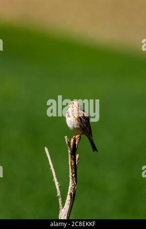 Singender Vogel. Natur Hintergrund. Stockfoto