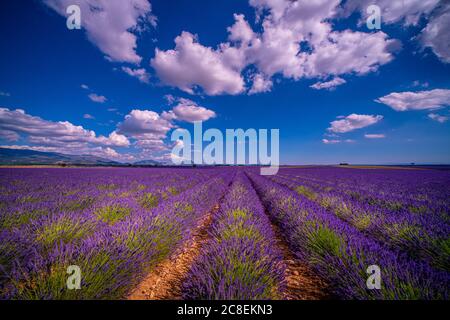 Die Lavendelfelder von Valensole Provence in Frankreich Stockfoto
