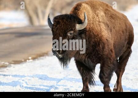 Ein American Bison mit einer schneebedeckten Schnauze spaziert im Winter neben einer Straße im Rocky Mountain Arsenal Wildlife Refuge. Stockfoto