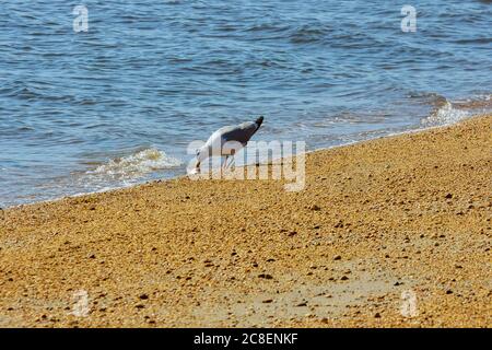 Doppelkrebse Kormoran fangen und essen einen Fisch im Meer Stockfoto