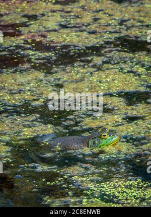 Männliche amerikanische Bullfrog ruht auf der Oberfläche von Feuchtgebieten Sumpf zwischen Entenkraut und organische Vegetation, Castle Rock Colorado USA. Foto im Juli. Stockfoto