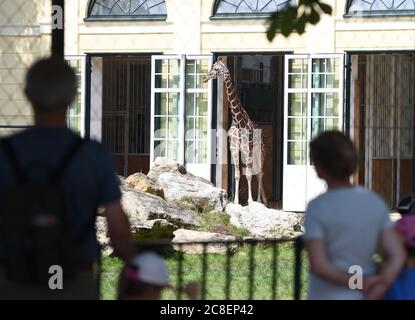 Peking, Österreich. Juli 2020. Touristen sehen eine Giraffe im Schönbrunn Zoo in Wien, Österreich, 23. Juli 2020. Nach und nach kehrten die Touristen in den Zoo Schönbrunn zurück, der wegen der COVID-19-Pandemie geschlossen und Mitte Mai wieder eröffnet wurde. Kredit: Guo Chen/Xinhua/Alamy Live Nachrichten Stockfoto