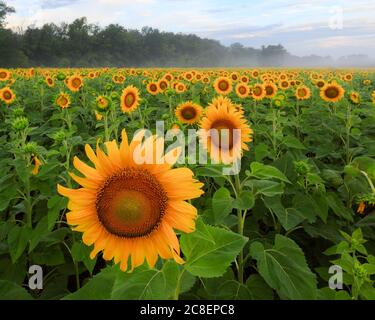 Blühende Sonnenblumen im Sonnenblumenfeld, Dunst und Bäume im Hintergrund und dramatischer Himmel, Sonnenaufgang im McKee-Beshers Wildlife Management Area, Maryland Stockfoto