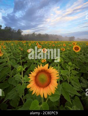 Blühende Sonnenblumen im Sonnenblumenfeld, Dunst und Bäume im Hintergrund und dramatischer Himmel, Sonnenaufgang im McKee-Beshers Wildlife Management Area, Maryland Stockfoto