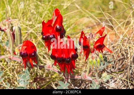 Swainsona formosa oder Sturt's Desert Pea, Blumenemblem von Südaustralien, in natürlichem Lebensraum im Wüstenoutback Australiens. Stockfoto