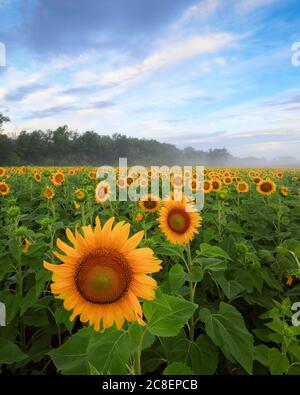 Blühende Sonnenblumen im Sonnenblumenfeld, Dunst und Bäume im Hintergrund und dramatischer Himmel, Sonnenaufgang im McKee-Beshers Wildlife Management Area, Maryland Stockfoto