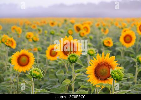 Blühende Sonnenblumen im Sonnenblumenfeld, Dunst und Bäume im Hintergrund und dramatischer Himmel, Sonnenaufgang im McKee-Beshers Wildlife Management Area, Maryland Stockfoto