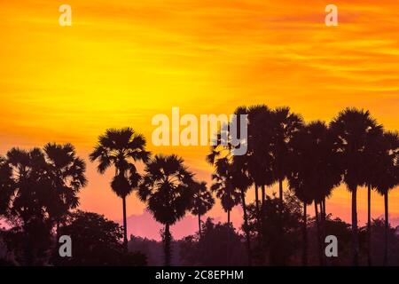 Morgenlandschaft und schwarze Palmenlandschaft unter dem bunten Himmel vor Sonnenaufgang Stockfoto
