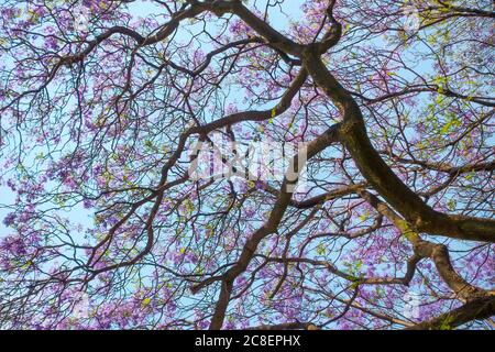 Jacaranda Baum mit Ästen und Blättern gegen blauen Himmel Stockfoto