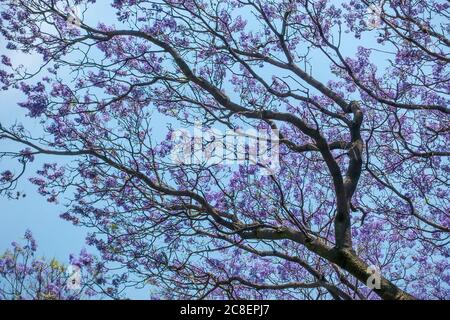 Jacaranda Baum mit Ästen und Blättern gegen blauen Himmel Stockfoto