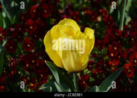 Die gelbe Tulpe blüht am sonnigen Nachmittag im Frühling in Shanghai; die Blütenblätter sind zart; Stockfoto