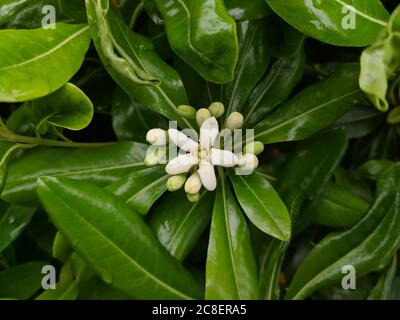 Ein pittosporum tobira blüht mit Knospen herum; es scheint, dass der pittosporum tobira zu blühen beginnt Stockfoto