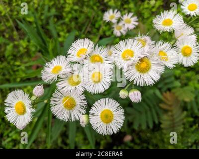 Weißer Erigeron annuus blüht am Nachmittag, der weiße Erigeron annuus sieht aus wie Chrysantheme Stockfoto