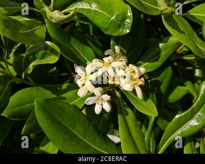 Gruppen von pittosporum tobira blüht an sonnigen Tagen Stockfoto