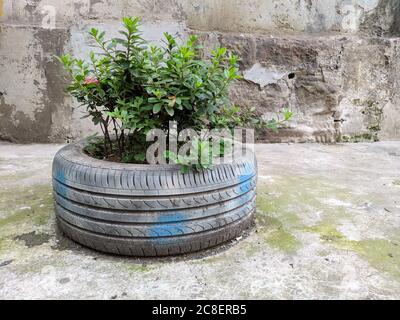Pflanzen im Blumentopf aus einem Reifen Stockfoto