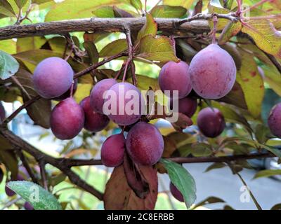 Rote reife Pflaumen auf Baum im Sommer Stockfoto