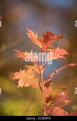 Hell braun, rot und orange gefärbt amerikanische Eiche (Quercus rubra) Blätter im Herbst Saison Stockfoto