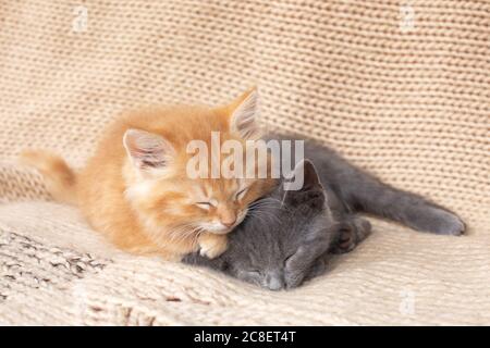Zwei niedliche tabby Kätzchen auf Strickdecke. Haustiere. Stockfoto