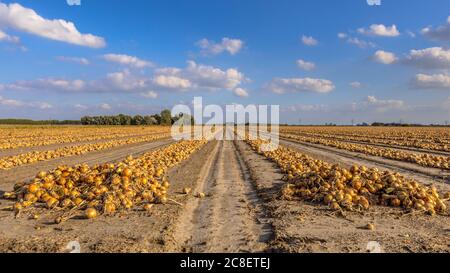 Zwiebelreihen ernten das Trocknen in der Sonne auf dem Feld in der Provinz Groningen, Niederlande Stockfoto