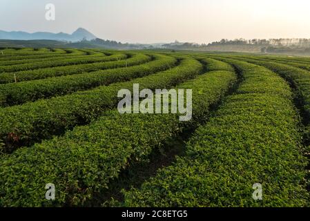 Die Landschaft der geschwungenen Teeplantage in Chiang Rai, Thailand. Stockfoto