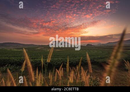 Die Landschaft der Teeplantage in der Sonnenuntergangszeit mit einem schönen Dämmerung Himmel Hintergrund und weißen Gras Blume Vordergrund in Chiang Rai, Thailand. Stockfoto