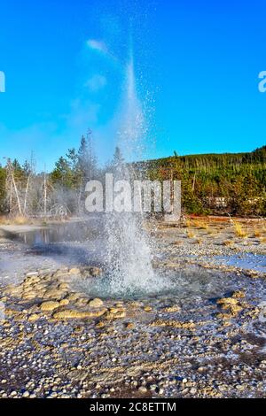 Heißes Wasser kommt aus einem aktiven Geysir im Norris Geyser Basin im Yellowstone National Park, Wyoming, USA Stockfoto