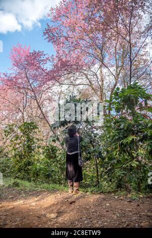 Ein Akha Volk erntet arabica Kaffeebohnen in der Kaffeeplantage mit einem schönen Hintergrund von rosa Kirschblüte in Doi Chang in Chiang Rai, Stockfoto