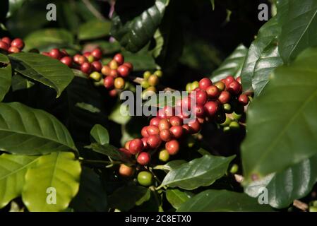 Kaffeebohnen in Doi Chang Berg in Chiang Rai, Thailand. Stockfoto