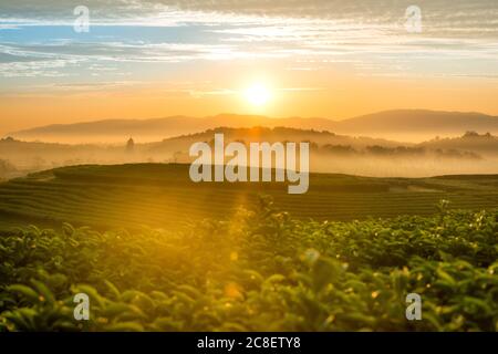 Die Landschaft des Morgenaufgangs über einer Teeplantage mit einem wunderschönen Nebelmeer in Chiang Rai, Thailand. Stockfoto