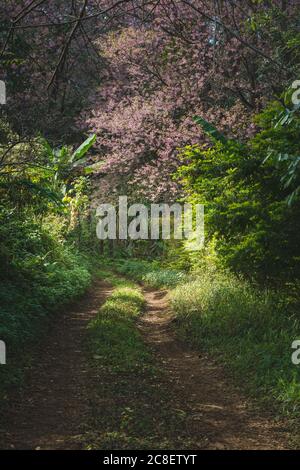 Die Landschaft der rosa Kirschblüte oder Sakura und die Route in einem Dschungel bei Doi Chang, Chiang Rai, Thailand. Stockfoto