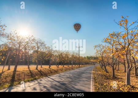 Die Landschaft des einsamen Heißluftballons, der über die Straße flog, die auf beiden Seiten voller Bäume mit gelben Blumen in Chiang Rai, Thailand war. Stockfoto