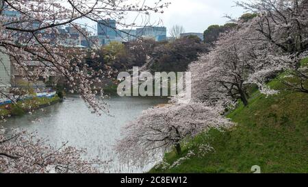 Die Landschaft der Sakura blüht im Chidorigafuchi Park in Tokyo, Japan. Stockfoto