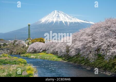 Die Landschaft des Urui Flusses im Frühling, dass viele Sakura blühenden und gelben Blumen in Shizuoka, Japan. Stockfoto