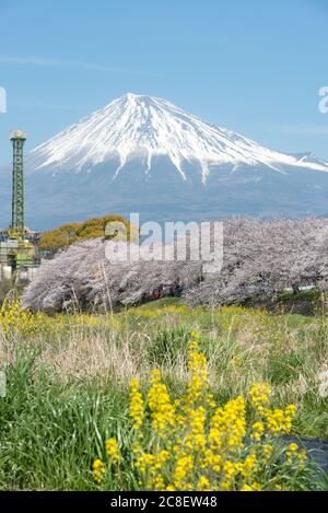 Die Landschaft des Urui Flusses im Frühling, dass viele Sakura blühenden und gelben Blumen in Shizuoka, Japan. Stockfoto