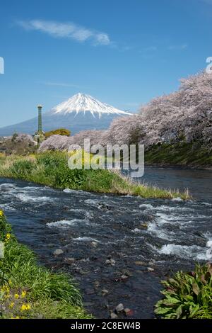 Die Landschaft des Urui Flusses im Frühling, dass viele Sakura blühenden und gelben Blumen in Shizuoka, Japan. Stockfoto