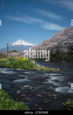 Die Landschaft der langen Belichtung des Urui Flusses im Frühling, dass viele Sakura blühende und gelbe Blumen in Shizuoka, Japan. Stockfoto