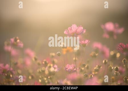 Die Landschaft des Kosmos blüht mit Randlicht in der Sonnenuntergangszeit in Chiang Rai, Thailand. Stockfoto