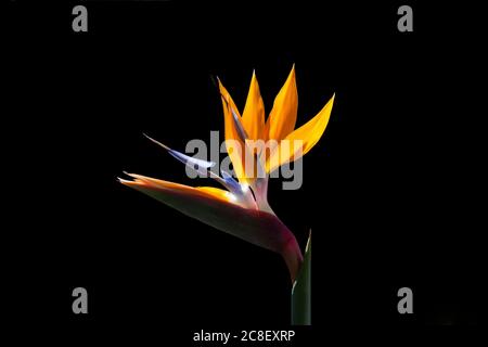 Paradiesvogel Blüte auf schwarzem Hintergrund. Stockfoto
