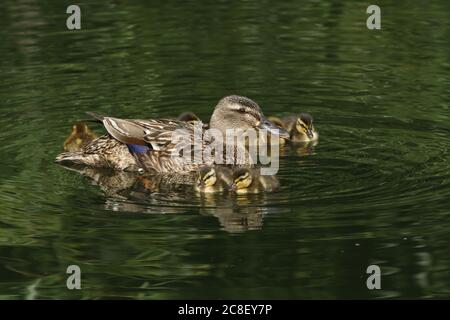 Eine Mallard-Ente und ihre niedlichen Enten, Anas platyrhynchos, schwimmen auf einem See. Stockfoto