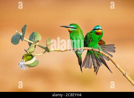 Tropische Vögel in Wildreservaten von Pakistan Stockfoto